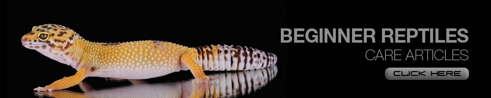Beginner-Reptiles-Banner