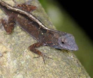 Brown Anole Lizard | White Python