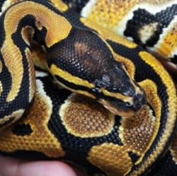 Royal Python Care