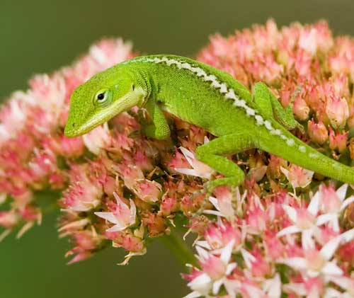 Green Anole Lizard Care Whitepython™