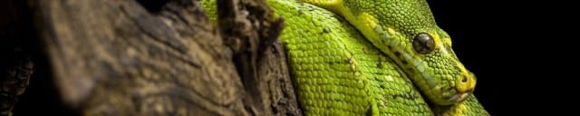 Green Tree Python (Chondro Python) Care - WhitePython™