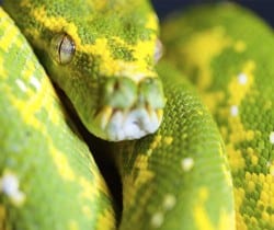 Green Tree Python (Chondro Python) Care - WhitePython™