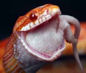 snake eating live mouse