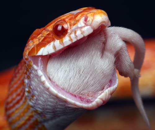 Snake problematica Mangiare | Bianco Python