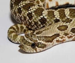 Western Hognose Snake | White Python