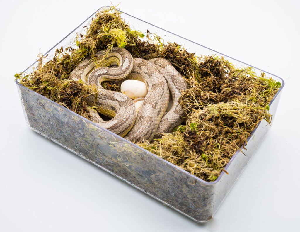 Egg Laying Hide - White Python™ | For modern and innovative reptile keeping