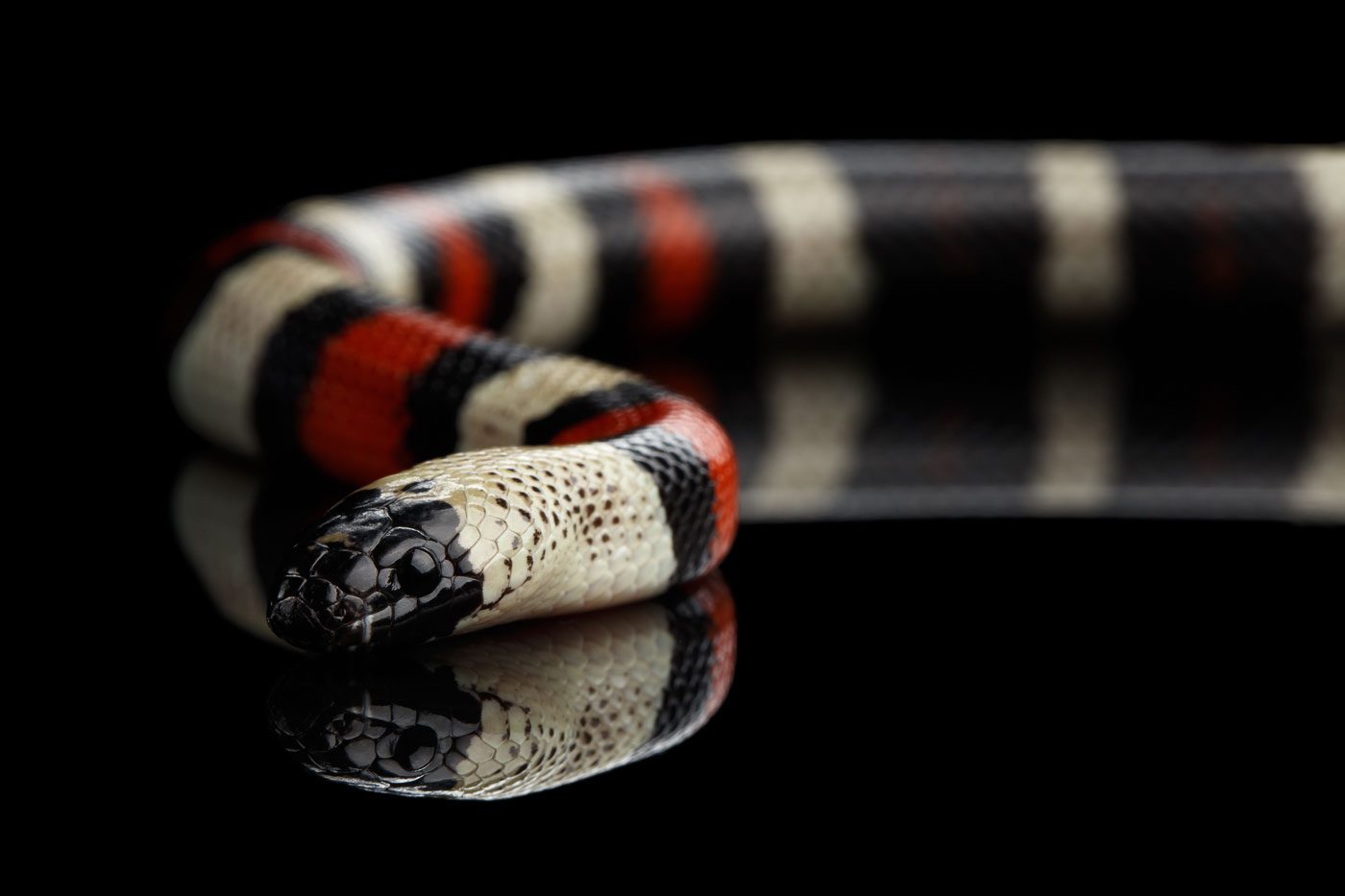 White Python ™ - Modern and Innovative Reptile Keeping